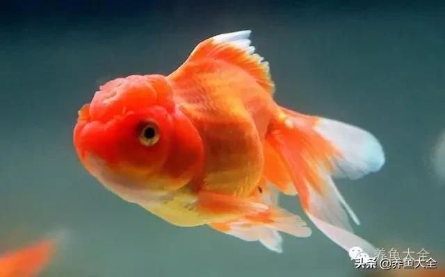 观赏鱼鱼病治疗大全,鱼病治疗视频教程