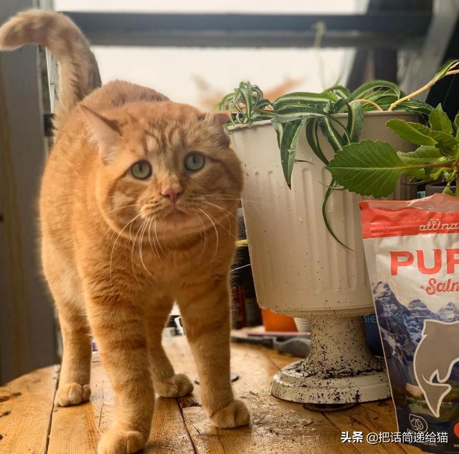 被弃养了一次的猫,从病魔中救回的猫脱离安乐死