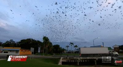 蝙蝠会变成吸血鬼吗,蝙蝠和吸血鬼有什么关系