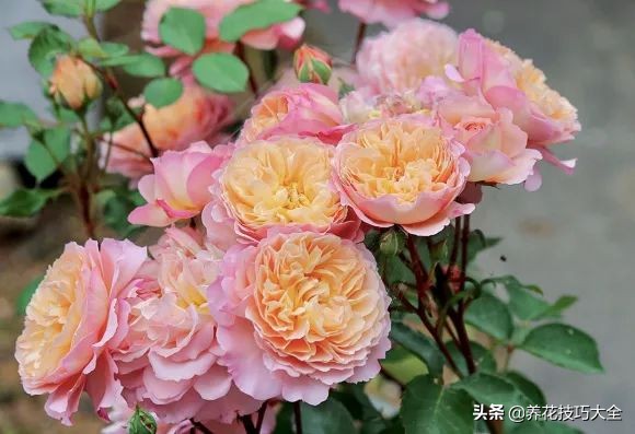 四季开花的月季又香又好养有几种,最漂亮10种盆栽月季