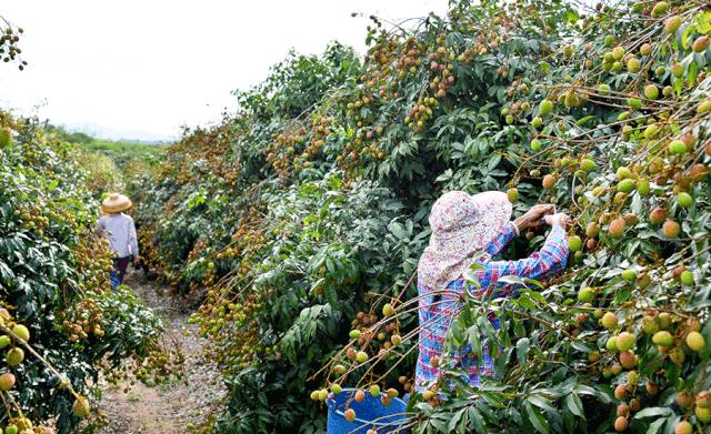 中国哪里的荔枝最甜,全国荔枝最好吃的地方