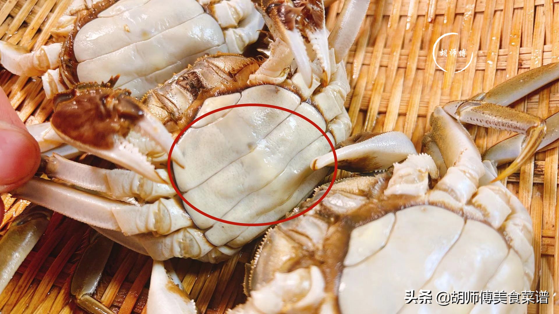 买螃蟹挑选什么样的最好,怎么挑选螃蟹青壳