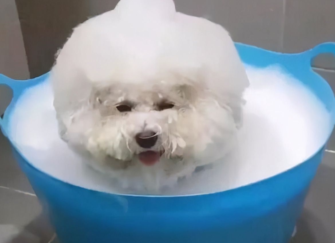 如何养好一只比熊狗狗视频,精品比熊怎么养活视频教程