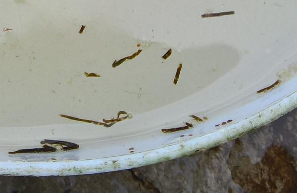 暴雨天对虾虾鳃水肿游塘怎么办,对虾暴雨后有肉段怎么处理