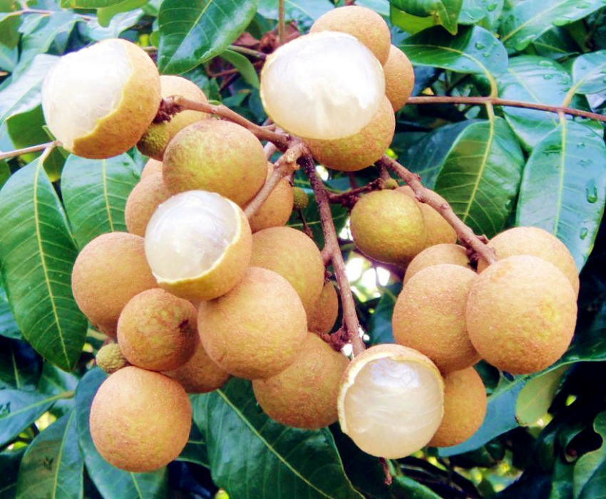 广西玉林博白龙眼丰收时节,广西博白龙眼几月份可以摘