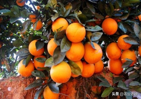 橙子栽培管理方法,橙子幼苗施肥和浇水方法