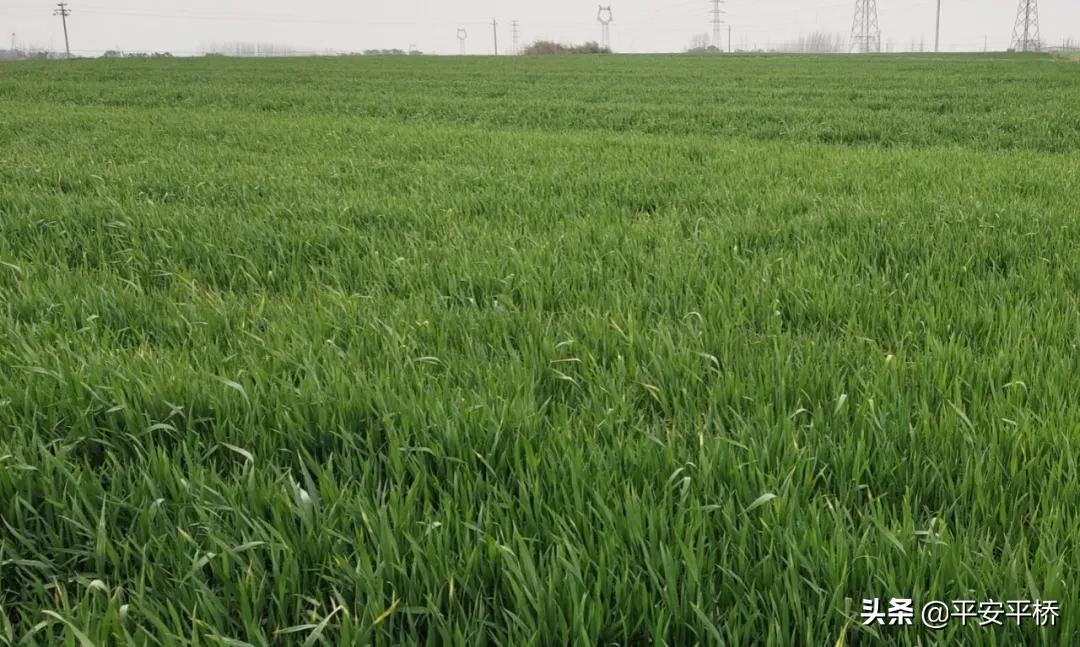 平桥区明港镇：防疫不松劲春耕备播忙