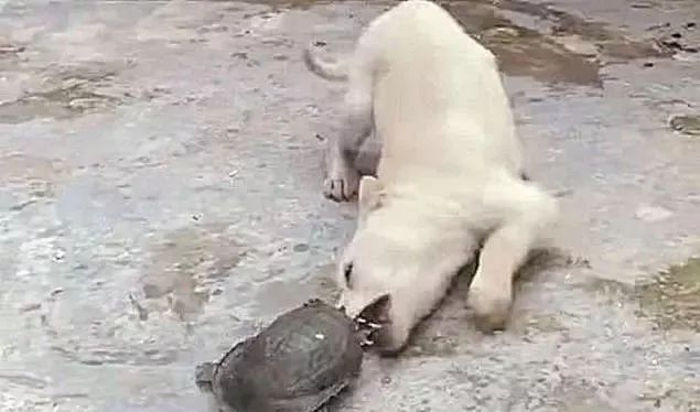 后院传来一声惨叫，主人查看后乐了：我和你吻“鳖”，在无人的街