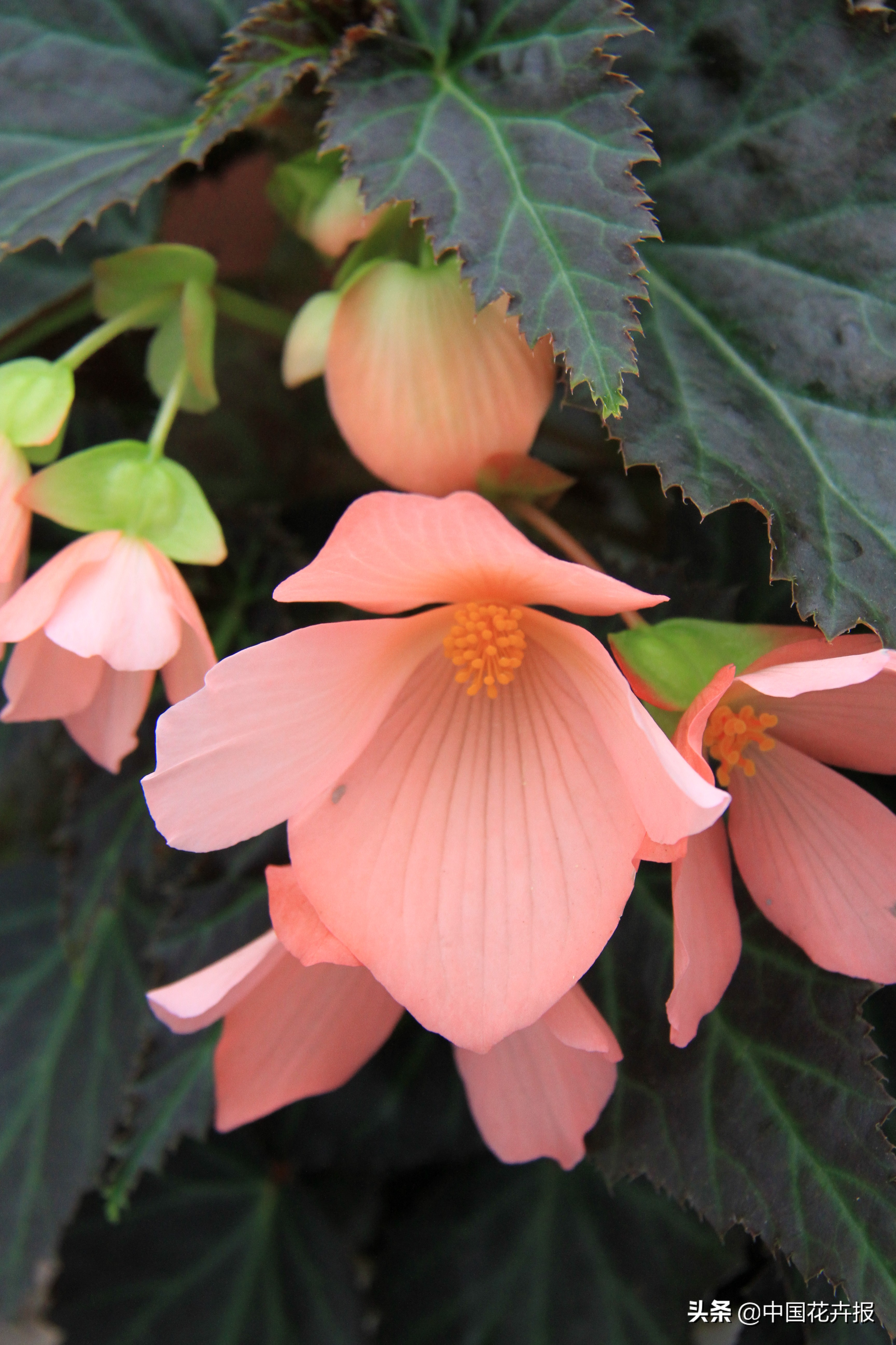 花园必备植物大全,花园常用植物科普