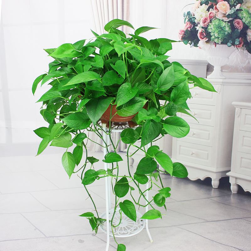 适合邻居养的十种花,养这7种花大人小孩都能养好