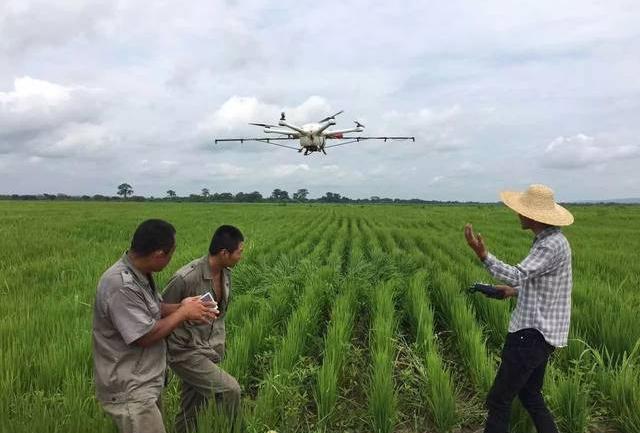 水稻褐变穗最佳治疗方法,水稻褐变穗会出现空瘪粒吗