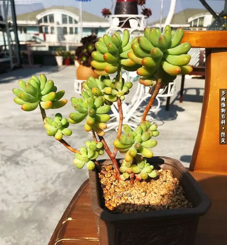 顺风不浪逆风不怂文字图片,顺风不飘逆风不怂绝境不慌