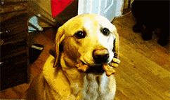 怎么让狗狗乖乖牵绳,狗狗不喜欢牵绳给他戴项圈