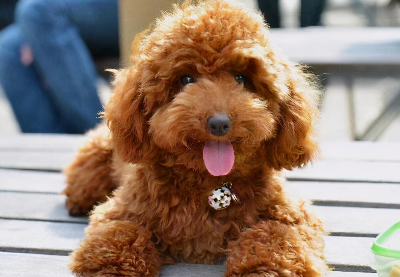 想养泰迪有什么好的推荐吗,养泰迪的必看