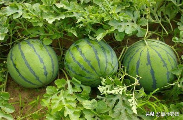 早春大棚西瓜种植管理技术,春季大棚西瓜种植技术完整版