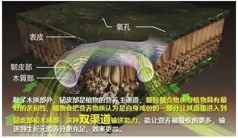 什么糖醇钙肥最好,糖醇钙和钙肥水溶肥有什么区别