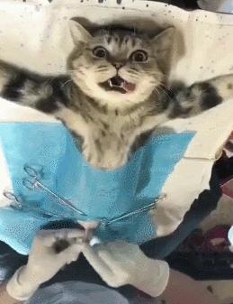 养猫指南免费阅读,养猫指南手册