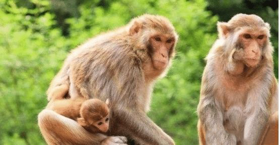 十种最不要吃的野生动物,野生动物携带的病菌很多吗