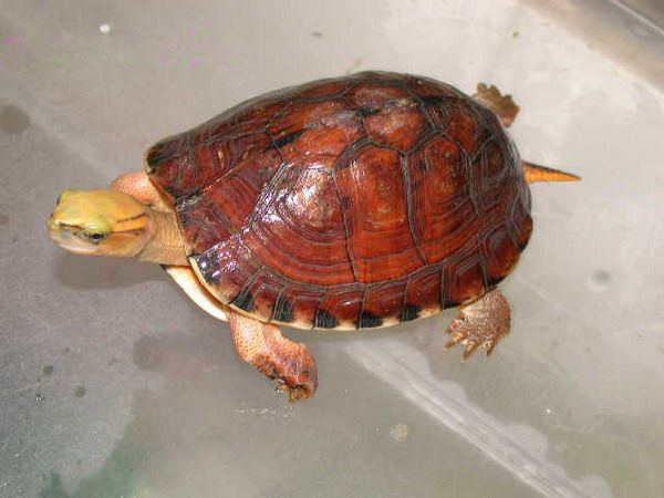 两栖龟陆龟海龟区别,陆地龟和陆龟是一个品种吗