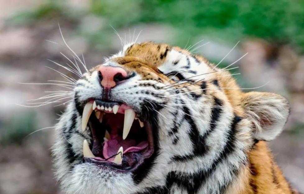 野生东北虎遇到人会主动攻击吗,为了自保杀死东北虎违法吗