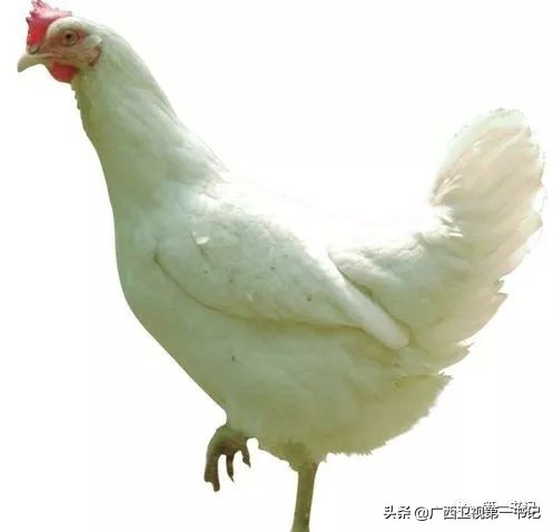 “仙草林”有什么致富宝？“罗曼粉”还可以下“金蛋.......