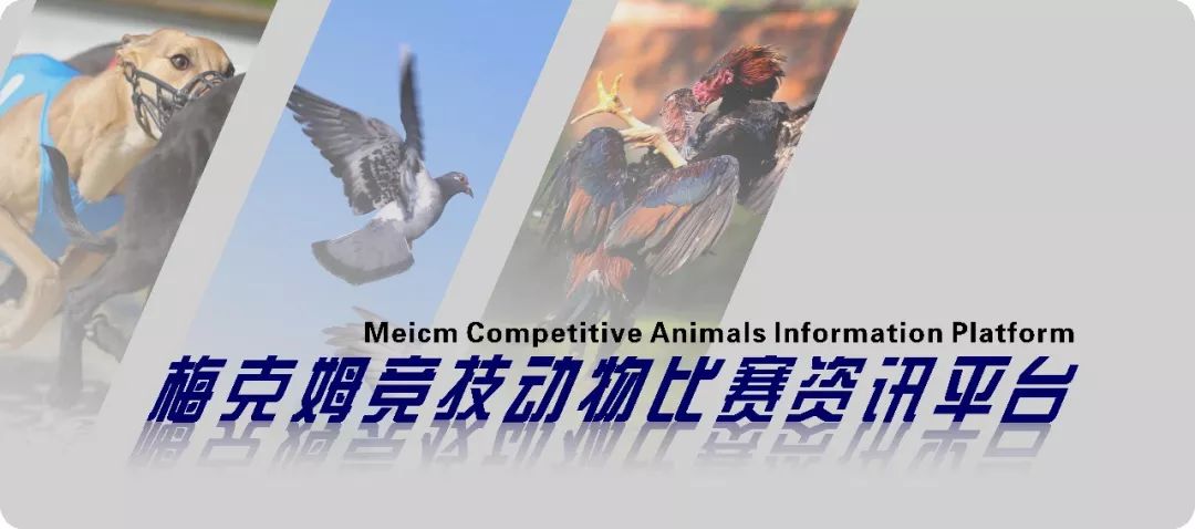 鸽子眼睛变黄,鸽子眼睛褪色是什么病如何治疗