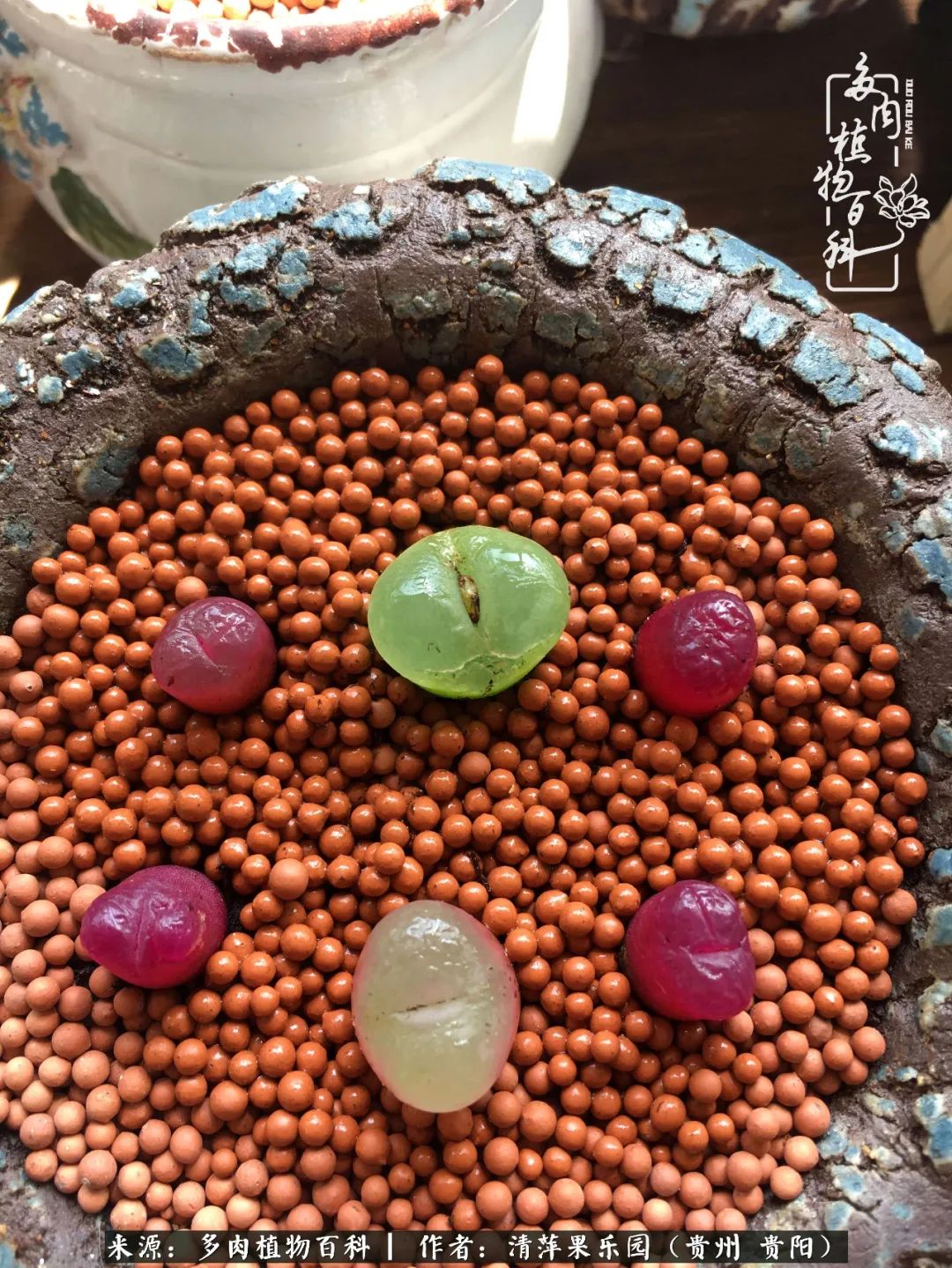 生石花庭院,晶莹剔透的生石花