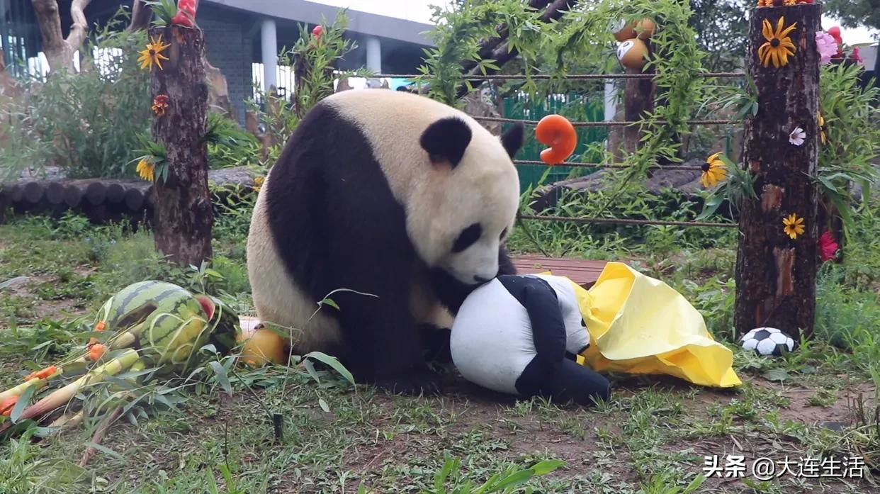 大连森林动物园熊猫生日会,大连森林动物园网红大熊猫