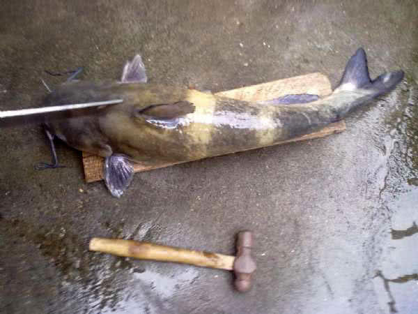 叉尾鮰鱼怎么处理,叉尾鮰的鱼的习性与钓法