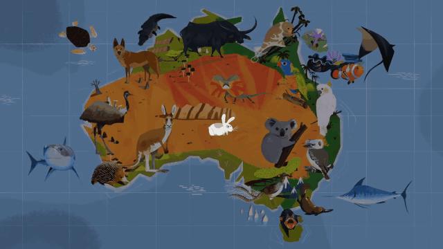 澳洲兔子为什么这么厉害,澳洲兔子是怎么泛滥的