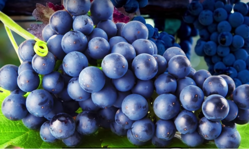 澳洲葡萄清关,中国是最大的出口国