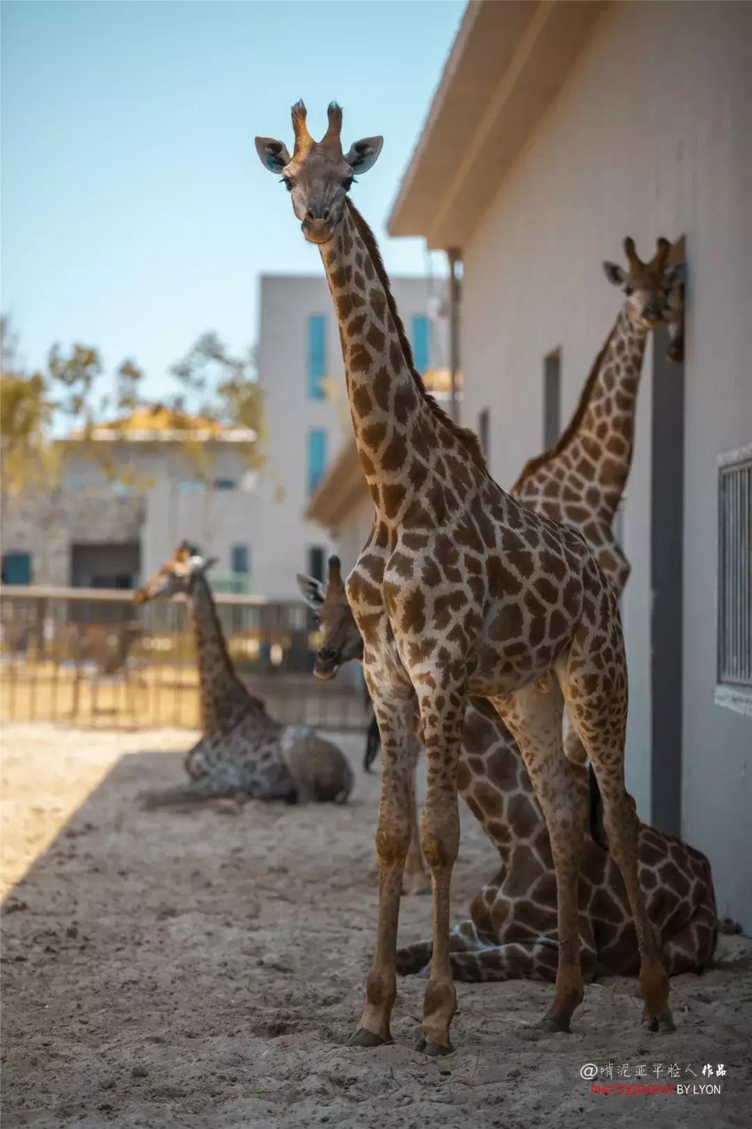 去南京金牛湖野生动物王国堵车吗,南京金牛湖野生动物王国最新活动