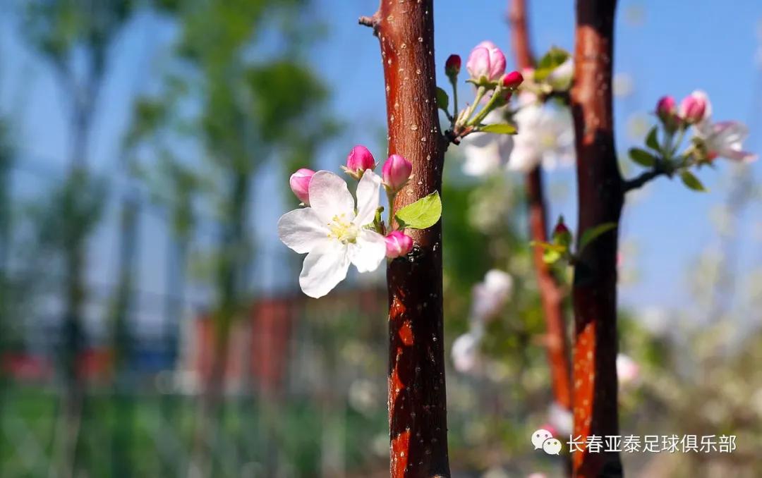 长春亚泰训练基地,长春亚泰训练基地免费吗