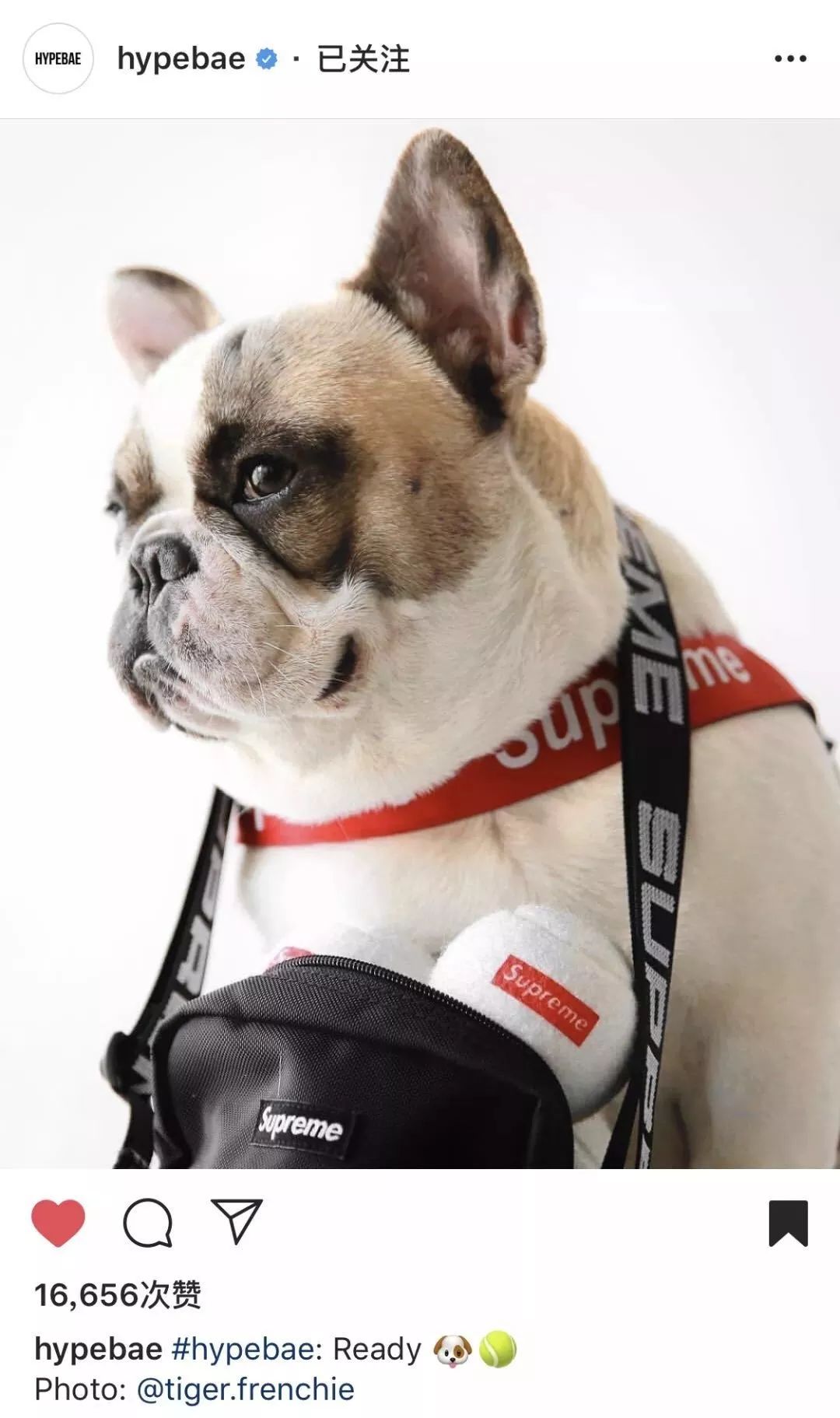 金链子狗潮牌,潮牌boy金链子