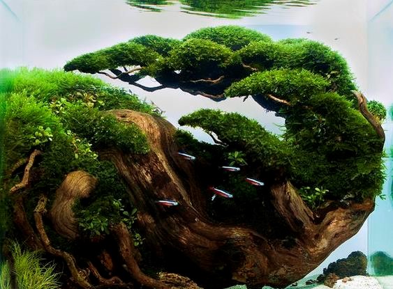 鱼缸长绿藻对斗鱼好不好,鱼缸长藻类有什么危害