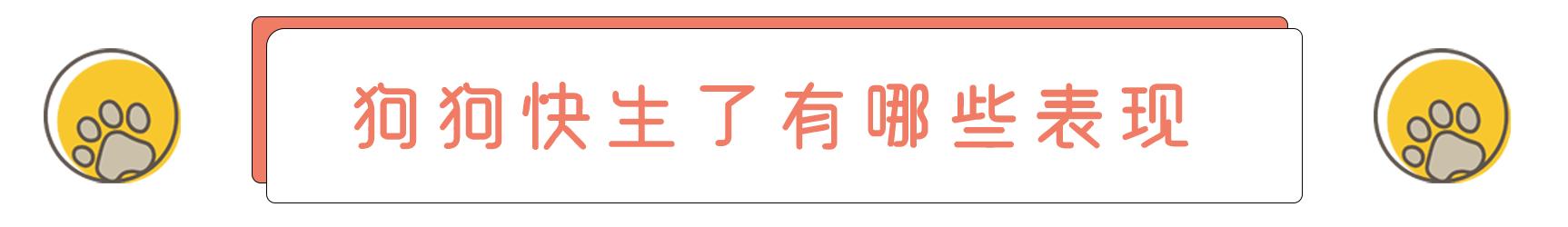 狗狗怀孕到生产需要注意什么,狗狗从怀孕开始陪主人