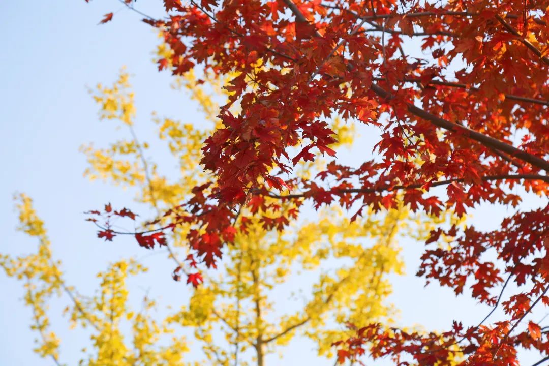 上海最美秋景,上海哪些公园可以拍秋景