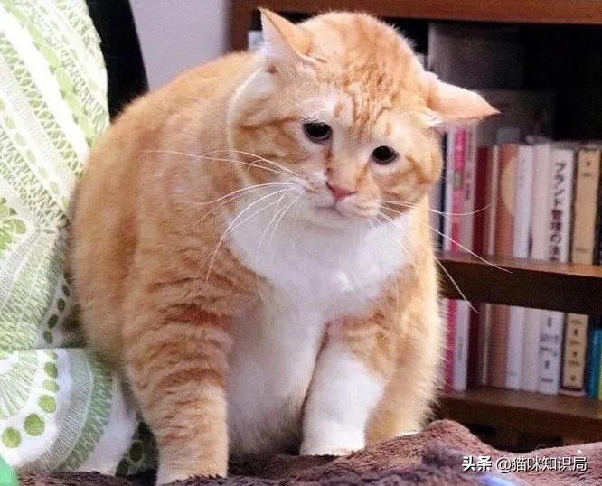 猫咪乱尿是泌尿系统出问题了吗,猫咪从不乱尿突然乱拉咋回事