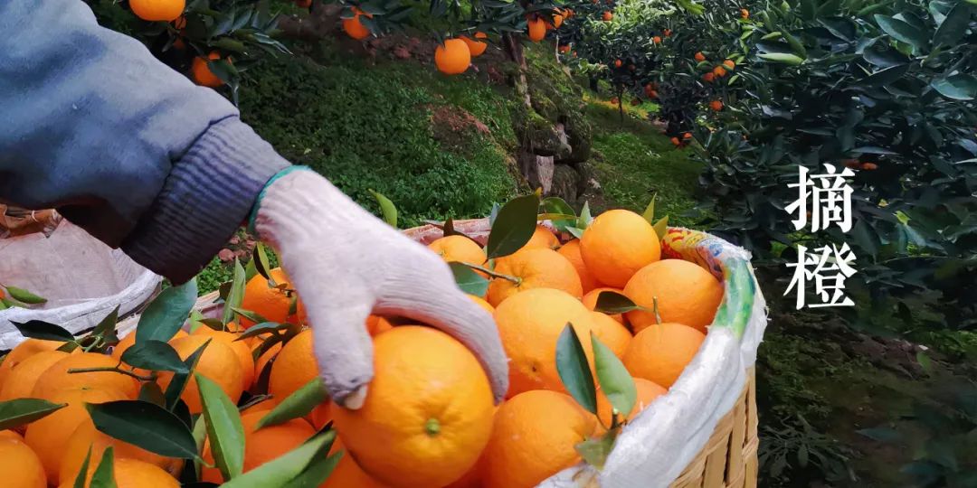 秭归夏橙和伦晚橙的区别,秭归伦晚帝王橙