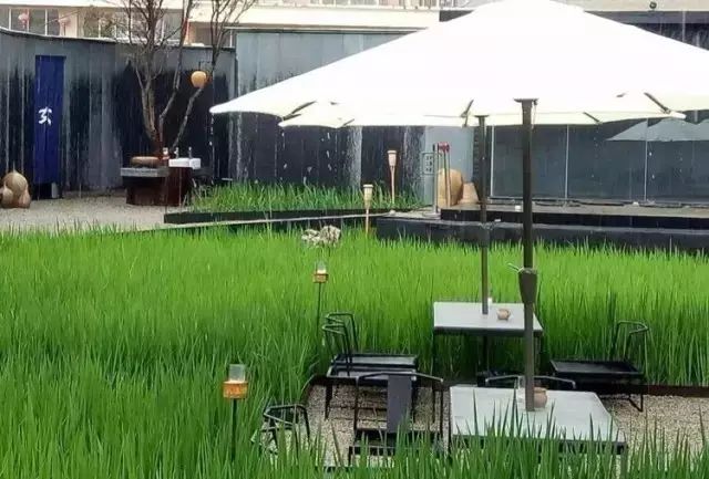 广州增城区宛若故里稻田里民宿,清远稻田田野民宿