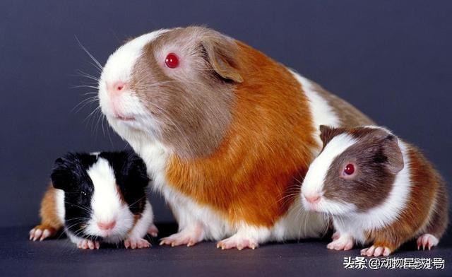 小老鼠也能成为宠物,小老鼠可以养吗