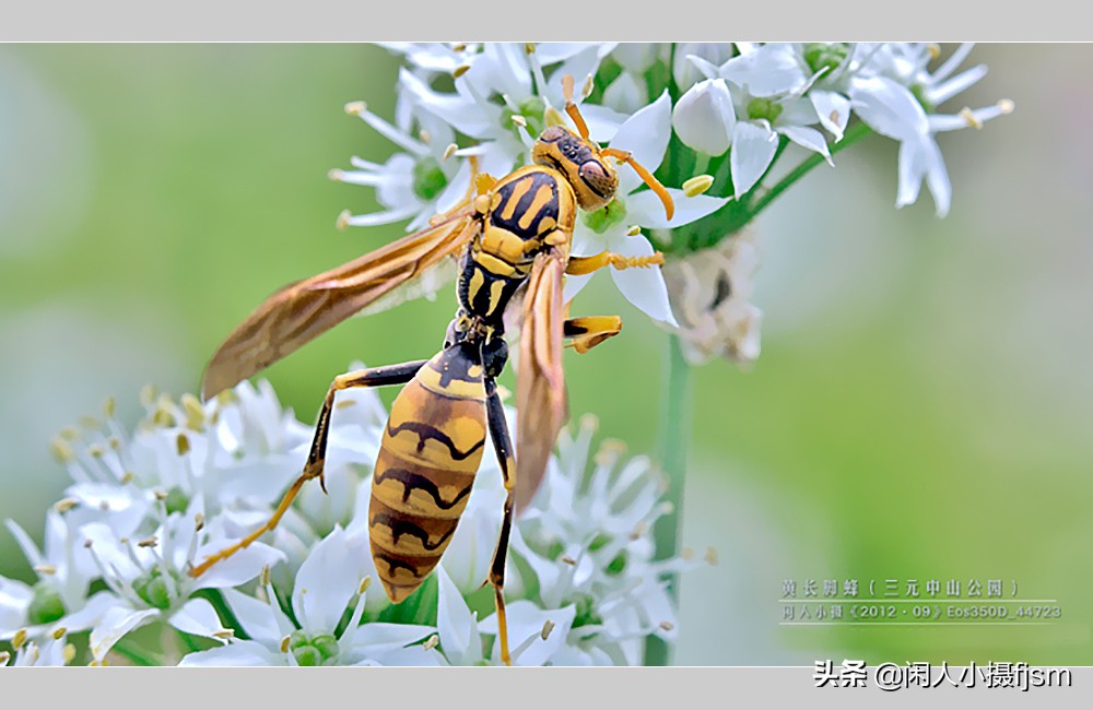 秋季如何防昆虫进屋,秋季防胡蜂知识