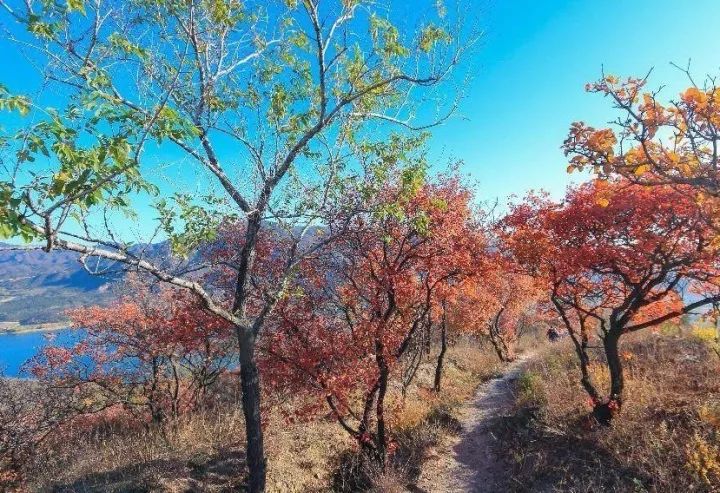 昌平最美的秋景在哪里,北京最美的秋景赏叶胜地香山公园