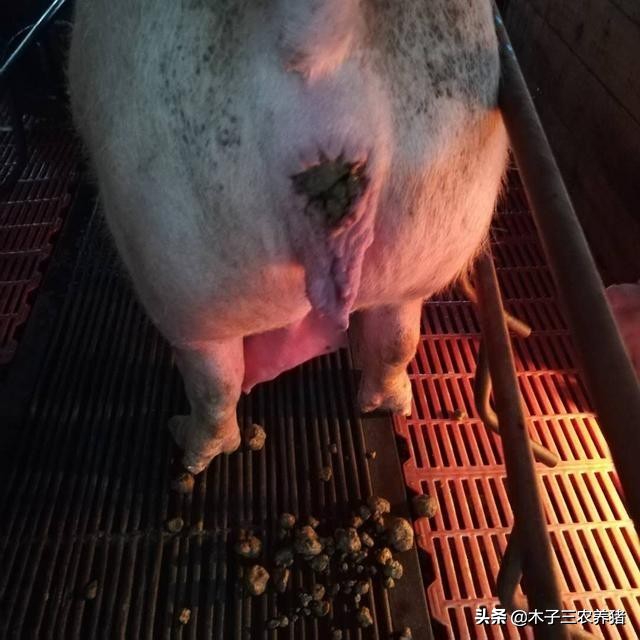 母猪便秘解决了又拉稀怎么办,养猪拉稀怎么办