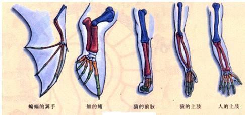 防治腱鞘炎最好的动作,预防腱鞘炎的关键有哪些