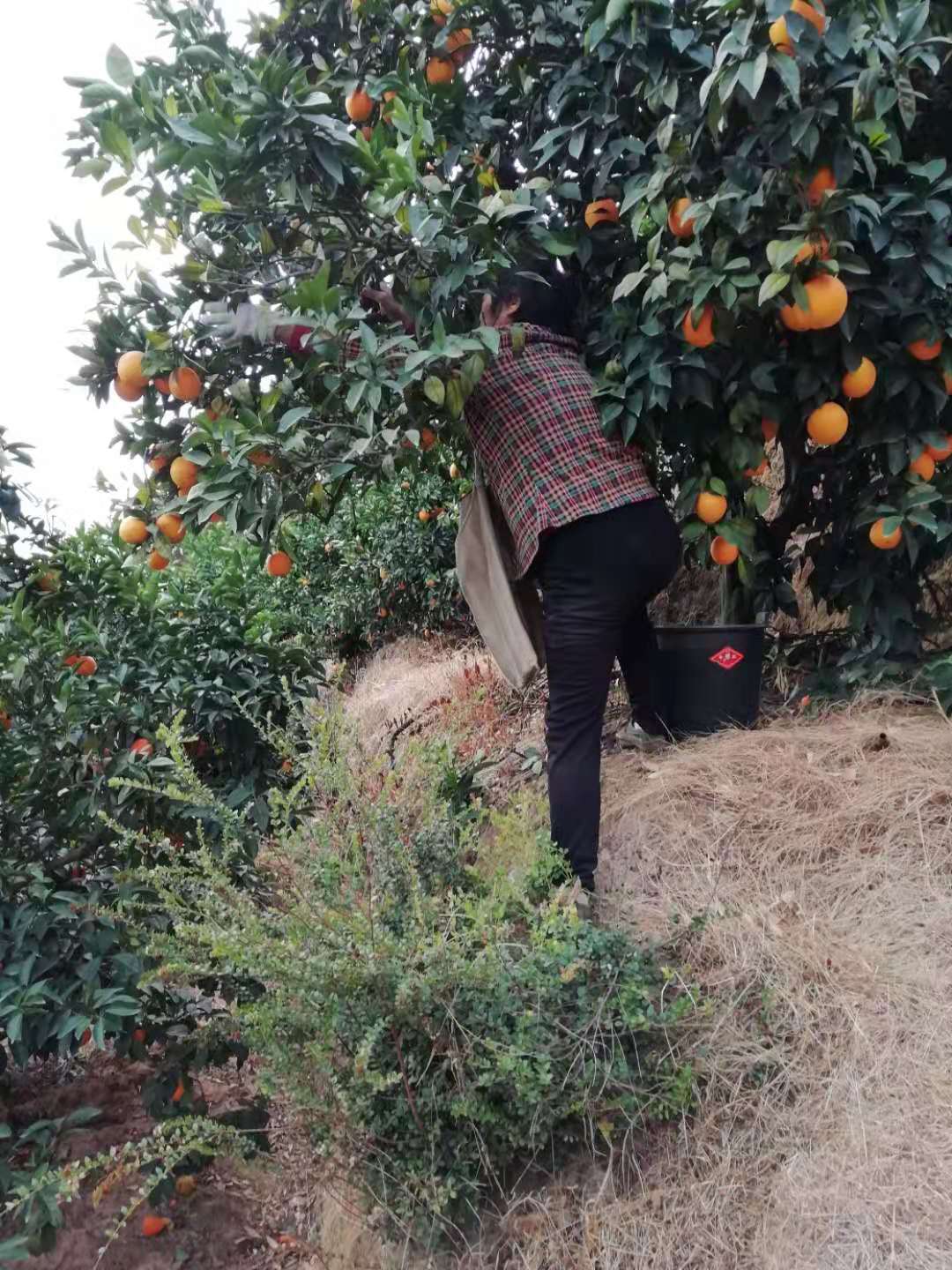 赣南脐橙订购现状,目前赣南脐橙采购价格查询