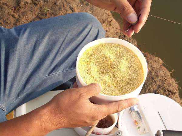 麦芽糖粘小米野钓效果怎么样,麦芽糖蘸小米钓鱼