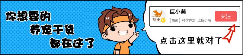 给狗狗穿衣服狗狗调皮怎么办,冬天了不给狗狗穿衣服狗狗会冷吗