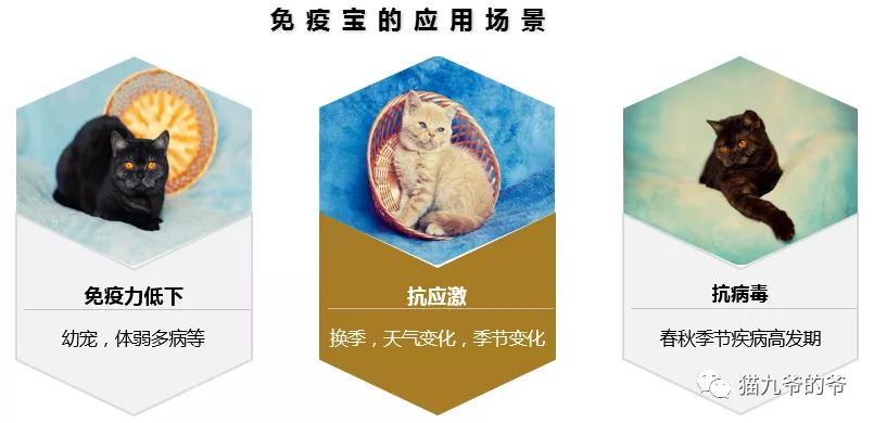 猫疱疹和猫冠状病毒能一起感染吗,猫疱疹病毒是猫咪自身携带的吗