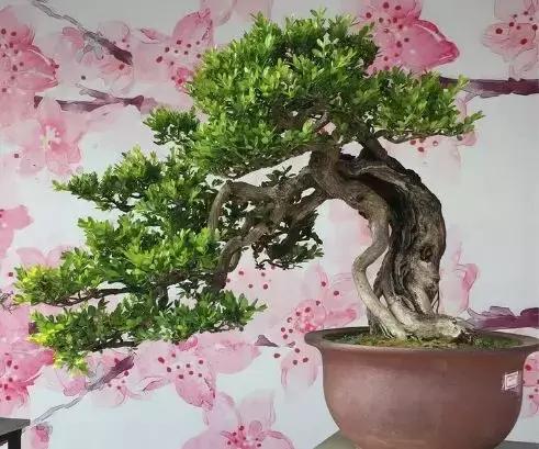 西北盆景树种100种,最值得收藏的六种盆景树种是哪种